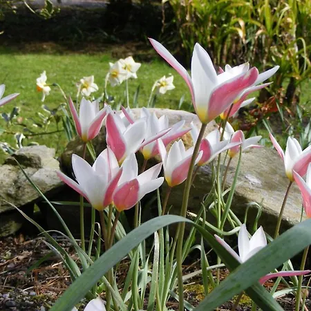 Bleanaskill & Achill Secret Garden