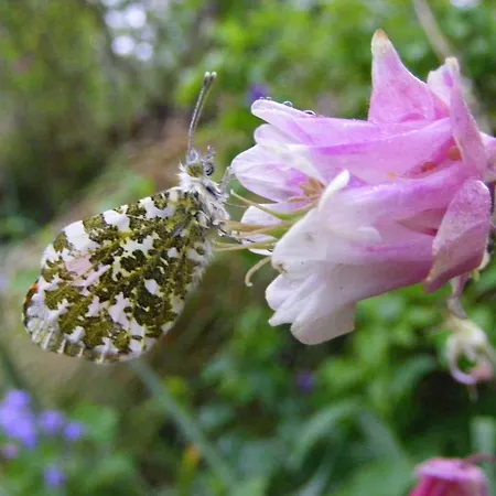 Bleanaskill & Achill Secret Garden Bed & Breakfast *